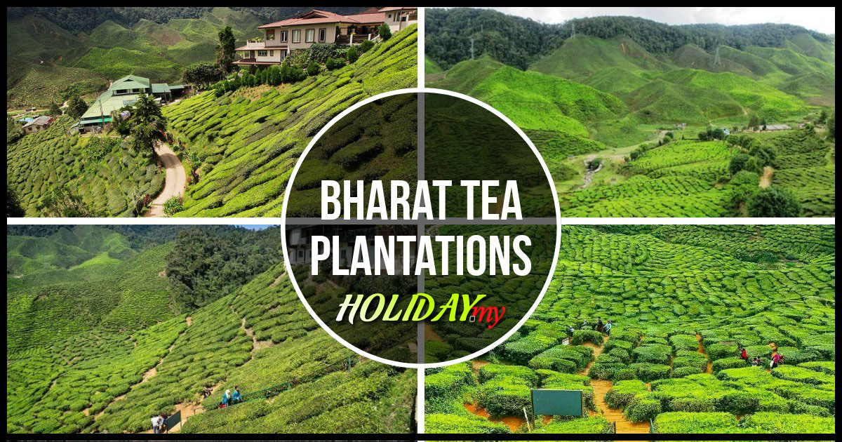 Bharat Tea Plantations Sdn. Bhd.
