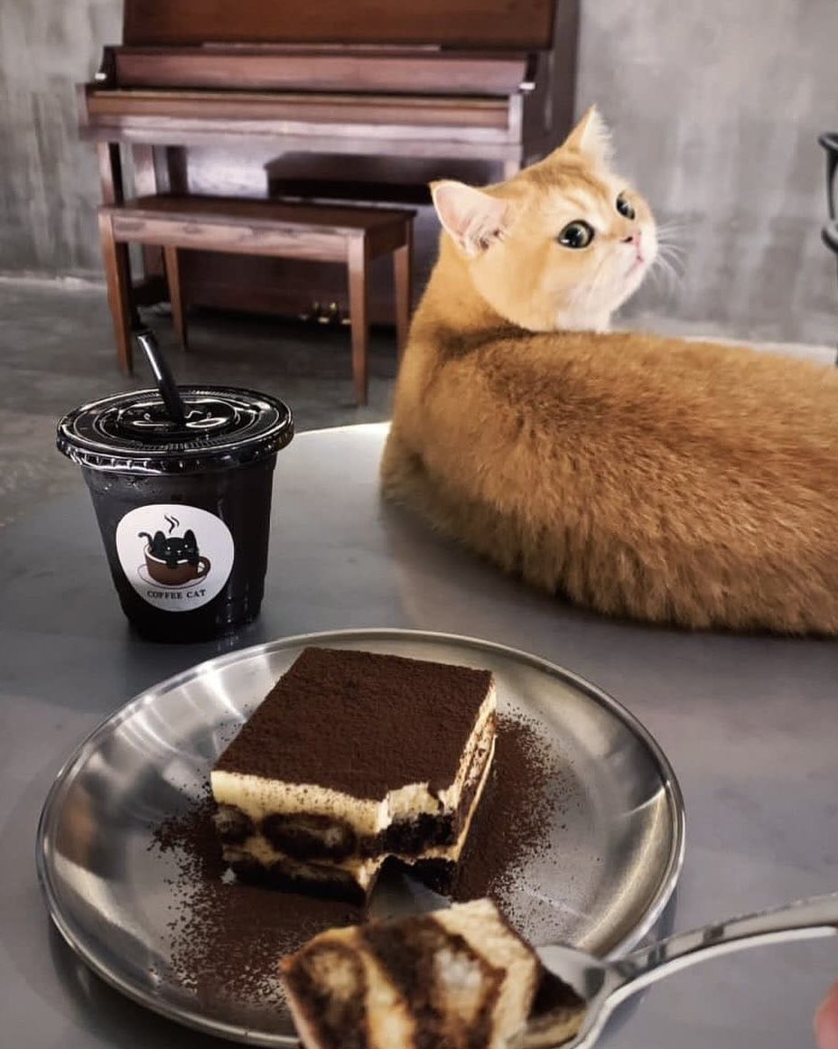 coffee cat house