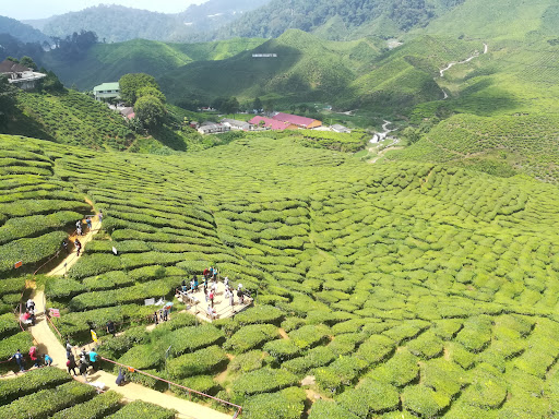 Bharat Tea Plantations Sdn. Bhd. Bharat Tea Plantations Sdn. Bhd.