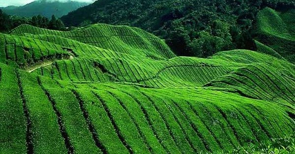 Ladang Teh Sabah